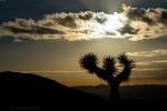 Joshua Tree NP