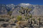 Joshua Trees an den Rockies