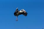 Der Storch am Affenberg