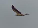 Weißbauchseeadler