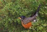 Bekannt wie ein bunter Vogel