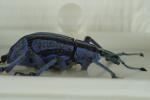 Käfer mit Sigma 150 mm bei F16