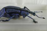 Käfer mit Sigma 70 mm bei F16