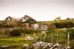 Irland 2014 - Dingle und Umgebung
