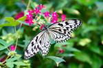 Jardins des Papillons