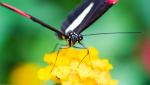 Jardins des Papillons