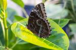 Jardins des Papillons