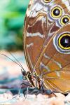 Jardins des Papillons