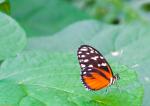 Jardins des Papillons