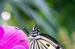 Jardins des Papillons