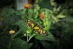 Schmetterlingshaus Hunawihr Bild 15