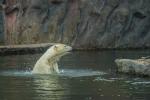 Eisbär im Wasser