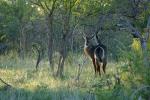 Wasserbock