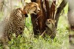 Gepardin mit Welpe