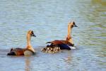 Nilgänse