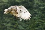 Greifvogel Spezial - Sibirischer Uhu 1