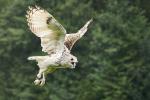 Greifvogel Spezial - Sibirischer Uhu 2