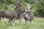 Zebrafamilie