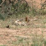 Makutsi Hippo Hide