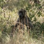 Makutsi Rhino Safari