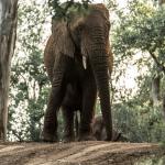 Makutsi Simba Safari