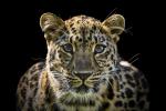 Amur Leopard in Farbe