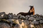 Steinmauer in Irland