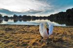 Sonnenuntergang am Bärensee in drei Akten