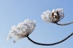 Eisblumen
