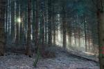 Frühnabel im Wald