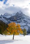 Spritzkarspitze mit Bergahorn im Schnee