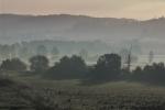 Wetterauer Gegenlicht Nebel