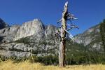 Yosemite NP - old tree