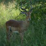 Impala