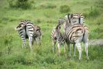 Zebras mit Füllen