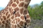 Madenhacker auf Giraffe