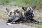 wildhund mit Halsband