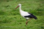 Storch