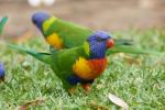 Rainbow Lorikeet 3