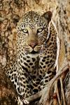 Leopard bearbeitet