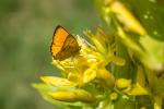 Schmetterling am Enzian