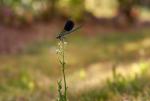 Prachtlibelle im Abendlicht