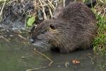 Nutria