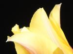 gelbe Tulpe - Crop