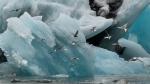 Getümmel am Jökulsárlón - Island