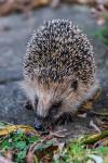 Igel