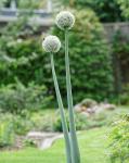 Allium