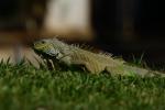 Iguana auf der Wiese