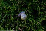 Schnecke im Grünen