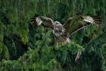 Mäusebussard beim Trocknen